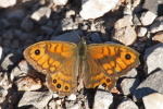 Vorschaubild Lepidoptera, Nymphalidae, Lasiommata megera, Mauerfuchs_2017_06_20--06-54-28.jpg 