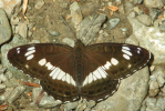 Vorschaubild Lepidoptera, Nymphalidae, Limenitis camilla, Kleiner Eisvogel_2009_06_12--15-10-55.jpg 