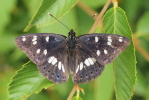 Vorschaubild Lepidoptera, Nymphalidae, Limenitis reducta, Blauschwarzer Eisvogel_2017_06_30--10-00-52.jpg 