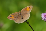 Vorschaubild Lepidoptera, Nymphalidae, Manjola jurtina, Grosses Ochsenauge_2019_07_17--10-07-35.jpg 