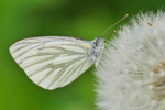 Vorschaubild Lepidoptera, Pieridae, Pieris napi, Rapsweissling_2019_05_15--10-42-26.jpg 