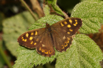 Vorschaubild Lepidoptera, Satyridae, Pararge aegeria_2011_04_25--09-33-26.jpg 