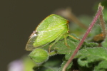 Vorschaubild Hemiptera, Membracidae, Stictocephala bisonia, Bueffelzikade_2020_08_26--18-06-20.jpg 