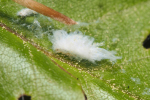 Vorschaubild Hemiptera, Pseudococcidae, Wolllaeuse_2018_04_28--08-29-47.jpg 