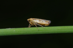 Vorschaubild Homoptera, Cicadellidae, Pithyotettix abietinus_2012_06_09--15-07-05.jpg 