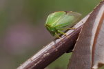 Vorschaubild Homoptera, Membracidae, Stictocephala bisonia_2014_08_30--14-11-58.jpg 