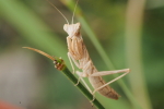 Vorschaubild Mantodea, Mantidae, Jungtier_2017_06_24--08-23-43.jpg 