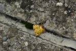 Vorschaubild Birkenblatt in Bodenritze_2013_10_11--15-40-38.jpg 