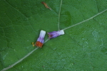 Vorschaubild Bluetenrste auf grossem Blatt_2018_05_27--09-45-08.jpg 
