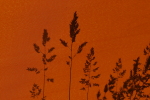 Vorschaubild Gras-Schatten auf dem Sonnenschirm_2021_06_11--19-28-43.jpg 