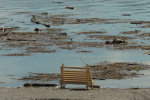 Vorschaubild Holzbank am Bodenseeufer_2020_08_05--11-54-13.jpg 