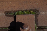 Vorschaubild Moos auf rostiger Schiene_2014_08_17--09-43-47.jpg 