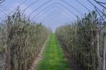 Vorschaubild Obstanlage bei Dozwil_2014_04_06--13-07-13.jpg 