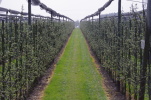 Vorschaubild Obstanlage bei Dozwil_2014_04_06--13-14-11.jpg 