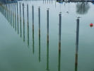 Vorschaubild Pfaehle mit Moewen im Hafen Romanshorn_2014_02_02--15-34-03.jpg 