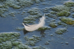 Vorschaubild Weisse Vogelfeder am schlammigen Ufer des Bodensees_2018_07_23--18-20-06.jpg 