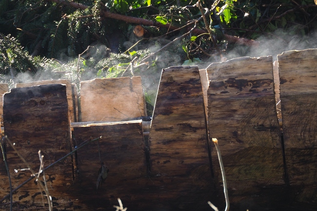 ../previews/025-Holzstamm dampft in der ersten Morgensonne_2023_03_15--09-59-00.jpeg.medium.jpeg