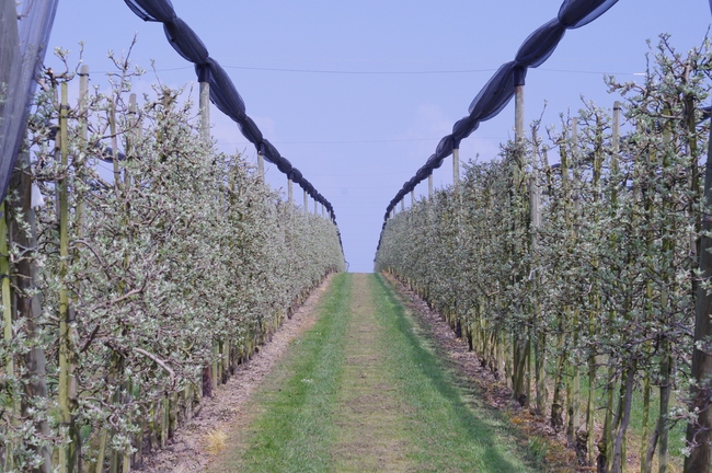 ../previews/037-Obstanlage bei Dozwil_2014_04_06--13-10-20.jpeg.medium.jpeg