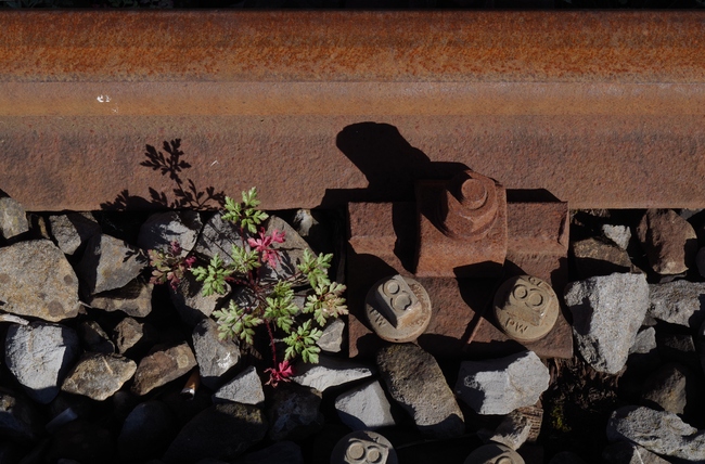 ../previews/040-Rostige Schienen und Storchenschnabel_2014_08_17--09-28-10.jpeg.medium.jpeg