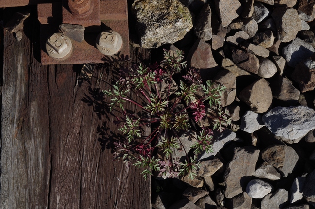 ../previews/041-Rostige Schienen und Storchenschnabel_2014_08_17--09-28-32.jpeg.medium.jpeg