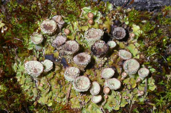 Skaliertes Bild Cladonia fimbriata, Trompetenflechte_2005_09_03--11-02-54.jpg 