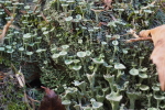 Vorschaubild Cladonia, Becherflechten_2018_10_21--16-35-10.jpg 