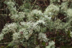 Vorschaubild Cladonia, Strauchflechte_2019_02_01--15-28-42.jpg 