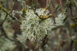 Vorschaubild Cladonia, Strauchflechte_2019_02_01--15-29-21.jpg 