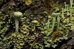 Vorschaubild Cladonia, Trompetenflechte_2017_10_26--10-12-06.jpg 