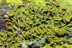 Vorschaubild Flechte, Xanthoria paretina_2013_04_21--14-15-19.jpg 