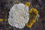 Vorschaubild Flechten, Caloplaca_2011_02_07--14-15-32.jpg 