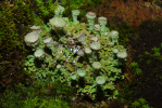 Vorschaubild Flechten, Cladonia_2013_06_23--06-22-58.jpg 