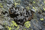 Vorschaubild Flechten, Umbilicaria_2013_07_26--06-20-04.jpg 