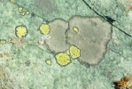 Vorschaubild Flechten,_2012_08_19--10-41-17.jpg 