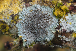 Vorschaubild Parmeliaceae, Xanthoparmelia_2025_01_23--10-36-20.jpg 