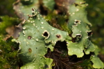 Vorschaubild Parmotrema, Flechte_2017_11_10--10-19-47.jpg 