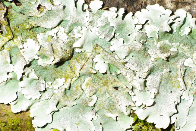 ../previews/012-Flavoparmelia caperata, Caperatflechte_2009_03_30--14-09-06.jpeg.medium.jpeg