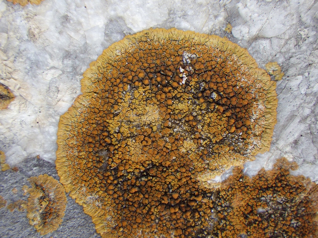 ../previews/021-Flechten, Caloplaca_2013_03_09--15-54-52.jpeg.medium.jpeg