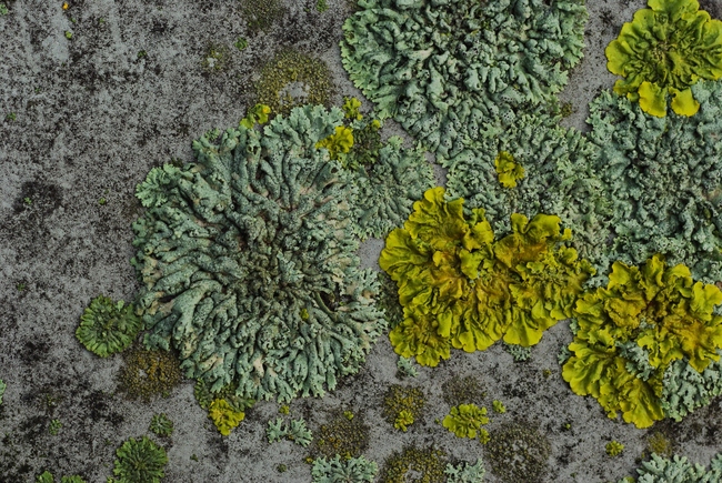 ../previews/022-Flechten, Caloplaca_2013_10_25--09-28-53.jpeg.medium.jpeg