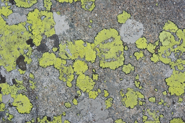 ../previews/024-Flechten, Rhizocarpon geographicum_2012_08_12--08-30-16.jpeg.medium.jpeg