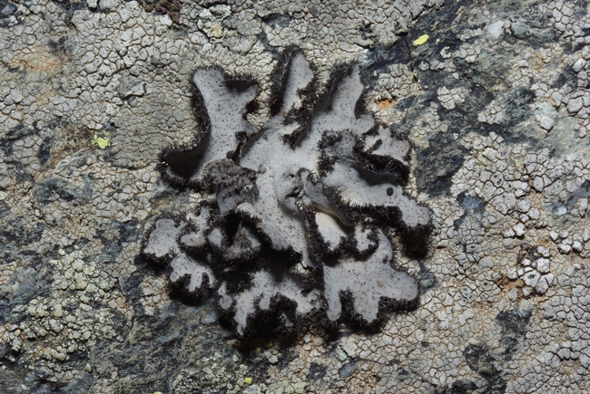 ../previews/025-Flechten, Umbilicaria_2012_08_12--08-02-16.jpeg.medium.jpeg