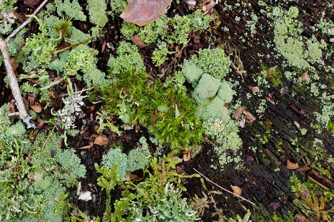 ../previews/026-Flechten und Moos_2020_02_25--10-26-44.jpeg.medium.jpeg