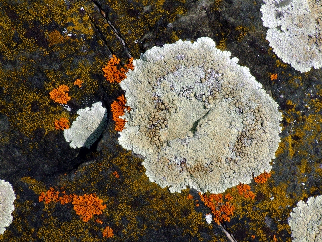 ../previews/031-Protoparmeliopsis muralis, Mauerflechte_2008_04_13--13-19-58.jpeg.medium.jpeg