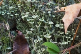 thumbnails/009-Cladonia, Becherflechten_2018_10_21--16-35-28.jpeg.small.jpeg