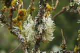 thumbnails/011-Cladonia, Strauchflechte_2019_02_01--15-29-53.jpeg.small.jpeg