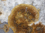 thumbnails/021-Flechten, Caloplaca_2013_03_09--15-54-52.jpeg.small.jpeg