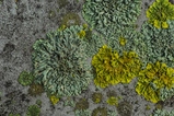 thumbnails/022-Flechten, Caloplaca_2013_10_25--09-28-53.jpeg.small.jpeg