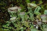 thumbnails/023-Flechten, Cladonia_2013_06_23--06-21-35.jpeg.small.jpeg