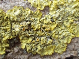 thumbnails/027-Flechten, Xanthoria paretina_2013_04_06--14-44-41.jpeg.small.jpeg