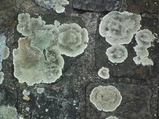 thumbnails/032-Protoparmeliopsis muralis, Mauerflechte_2010_09_17--12-54-57.jpeg.small.jpeg